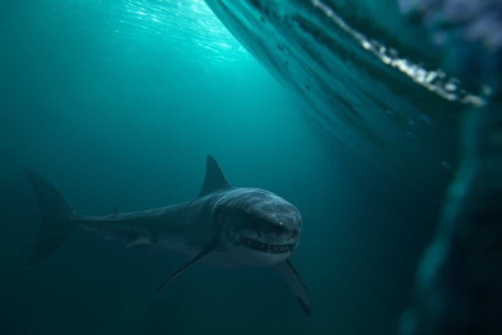 Great white shark near the water surface.