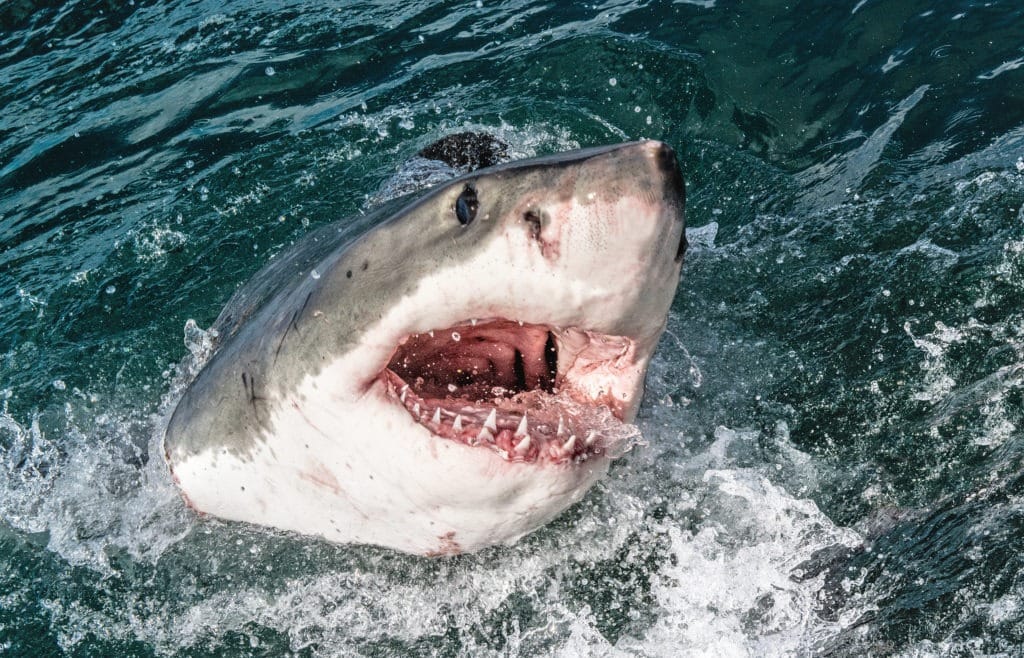  stor hvid haj med åben mund.