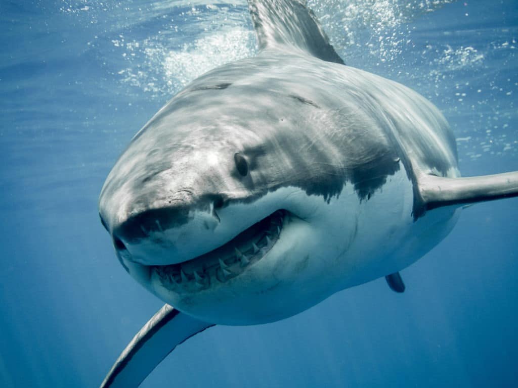  nagy fehér cápa "mosolyog".