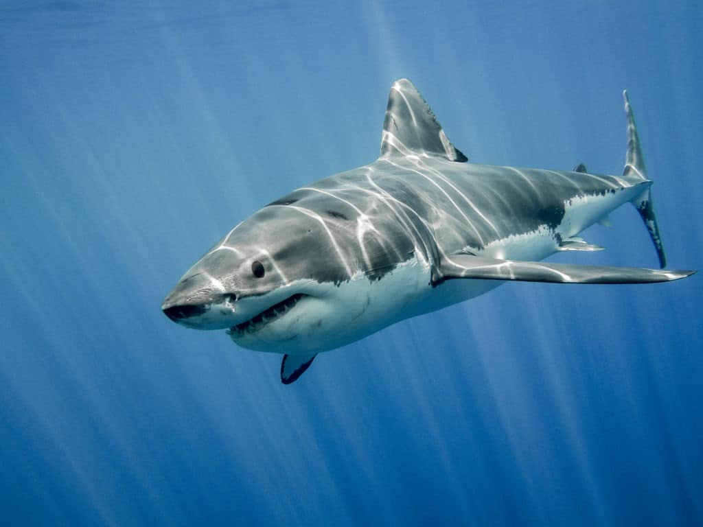 Gran tiburón blanco con los rayos del sol.