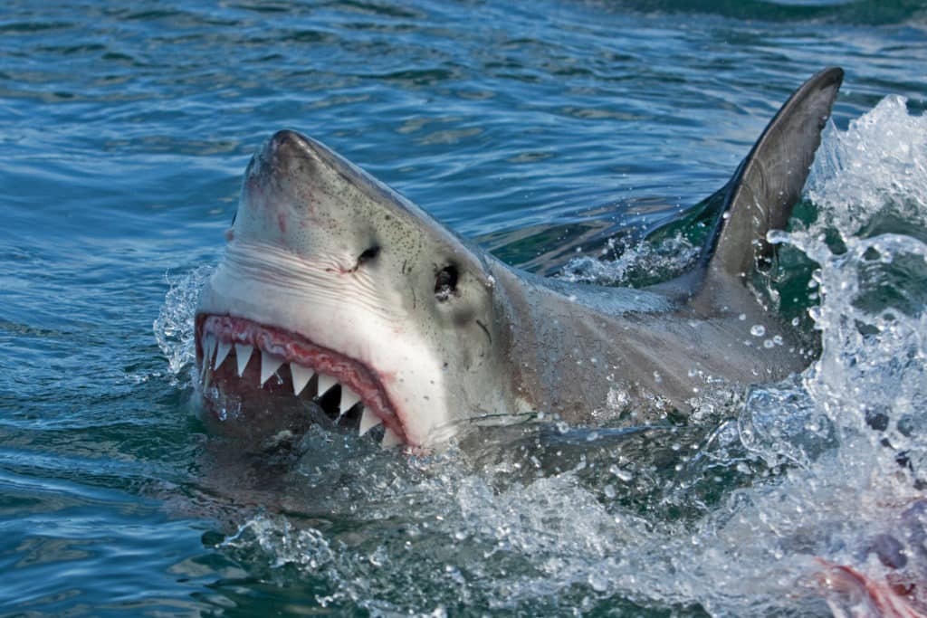 Great white shark on the water surface with its jaws.