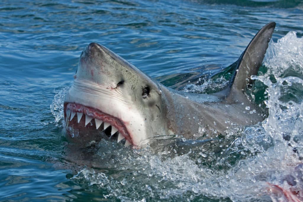 Great white shark on the water surface with its jaws.
