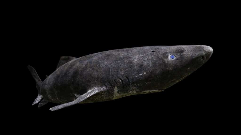 Greenland shark isolated on black background.