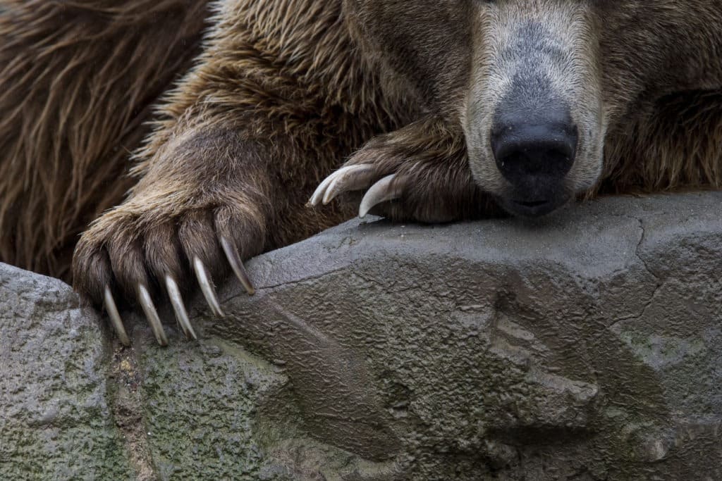 Grizzly bear and its claws.