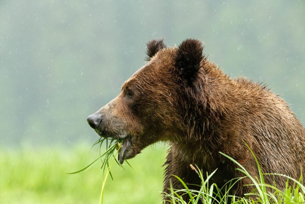 Grizzly bear eating grass on a field.