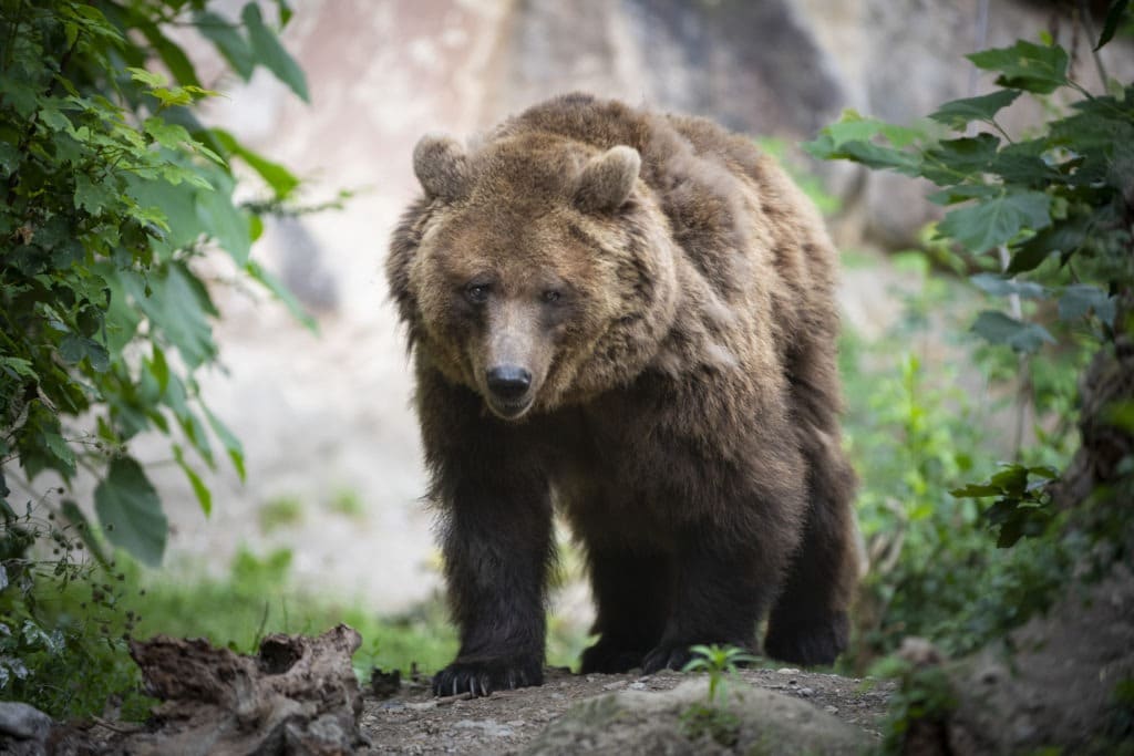 Grizzly bear walking through a forest clearing.