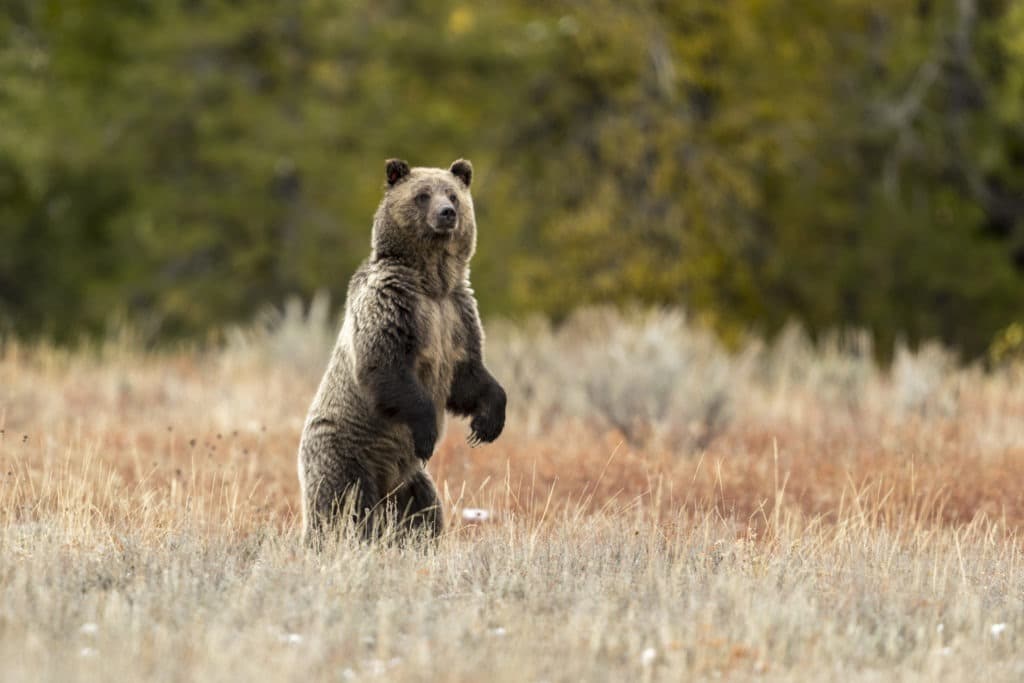 Grizzly bear standing up.