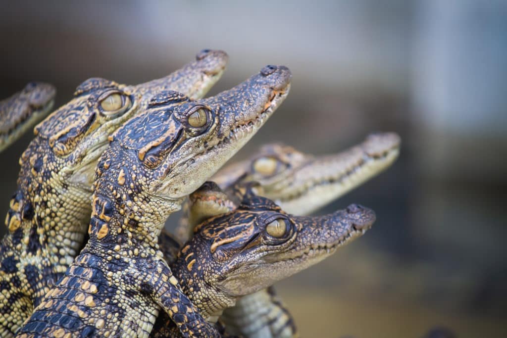 A group of baby crocodiles.