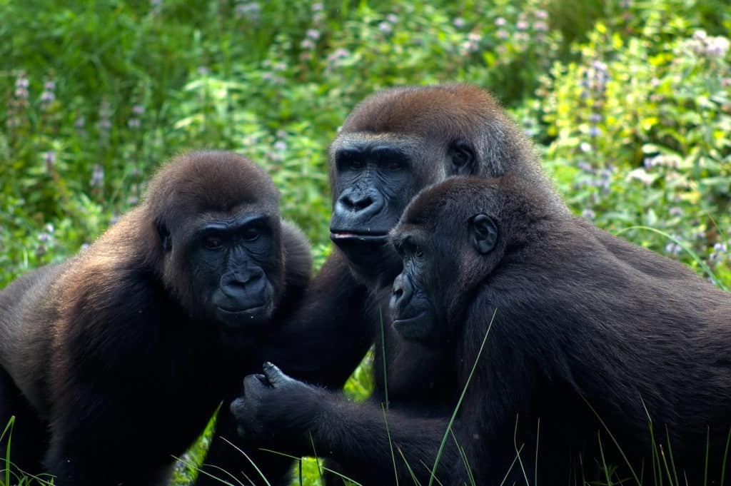 A group of gorillas in a meeting.
