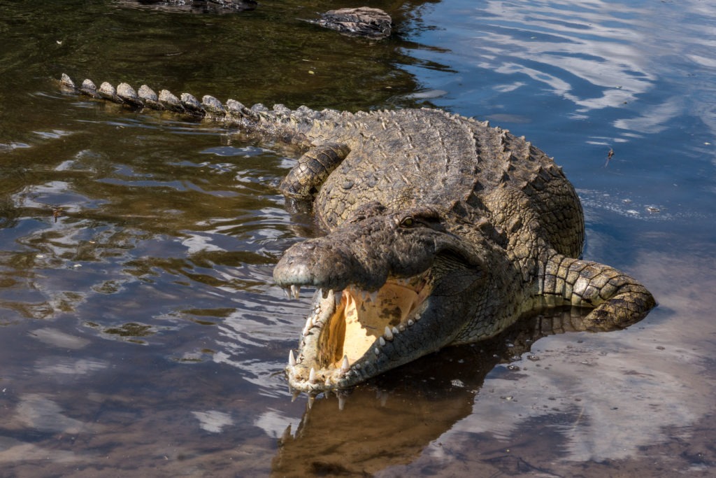 High angle view of a crocodile in a river.