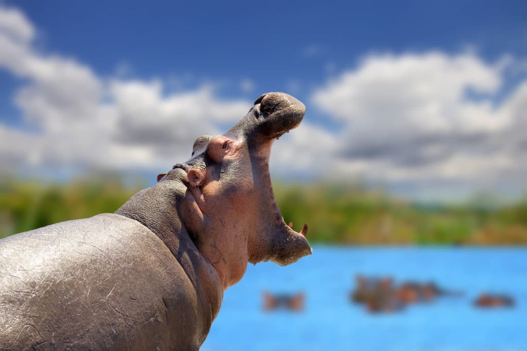 Hippo with its open mouth by the lake.