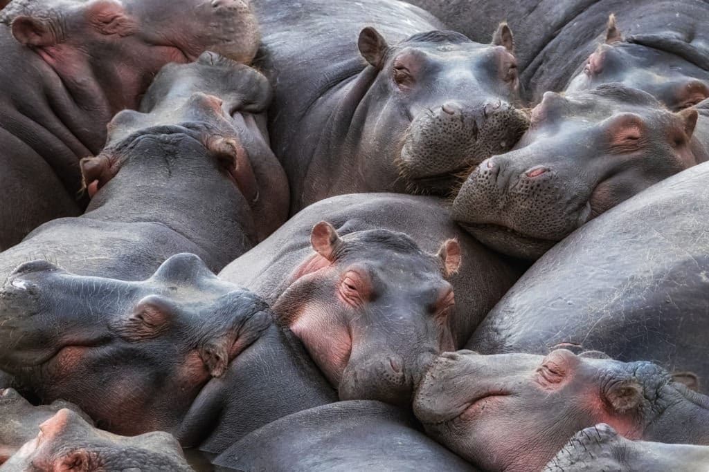 A pod of hippos resting by the river.