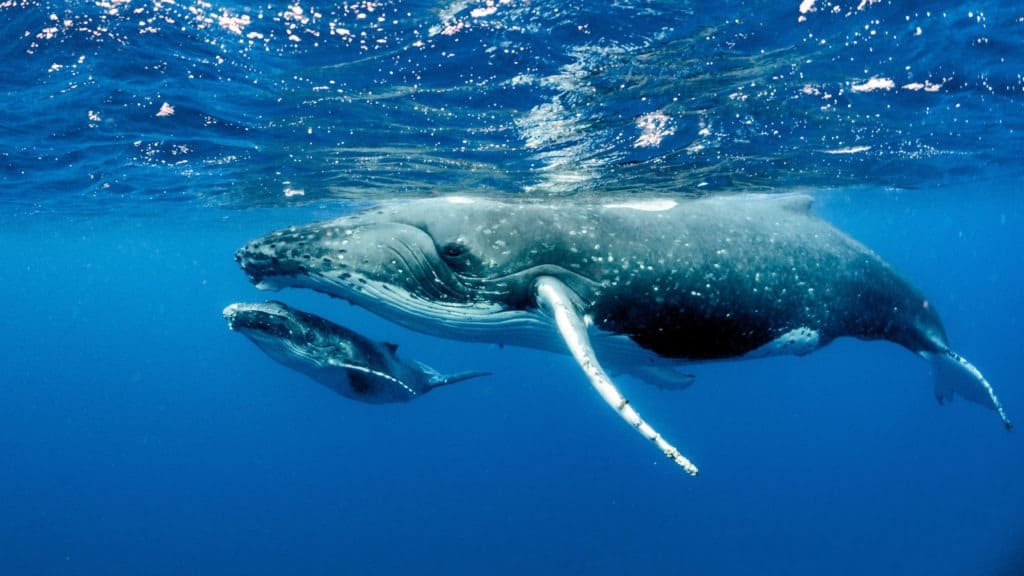 Humpback whale and calf.