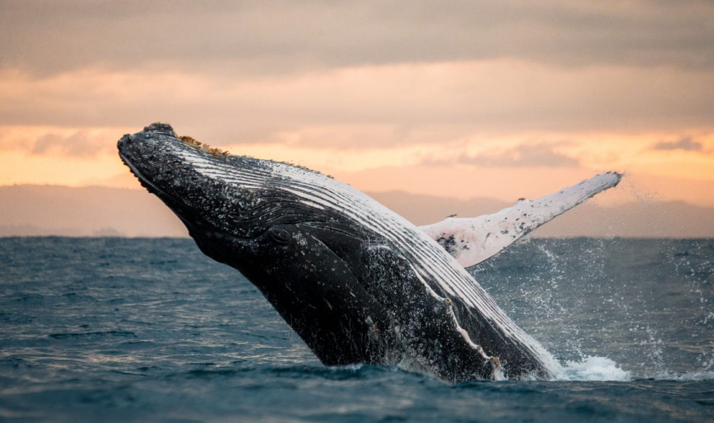 Humpback whale jumping over water in Madagascar.