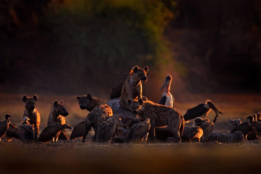 A pack of hyenas with an elephant carcass.