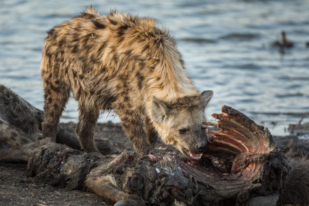 Hyena scavenging a waterbuck carcass.