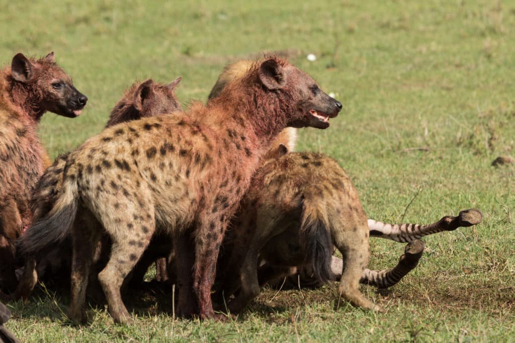 Hyenas squabbling over the carcass of a zebra.
