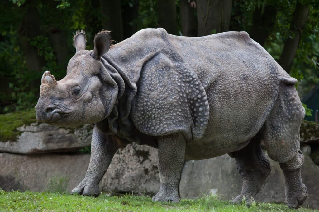 Indian rhinoceros.