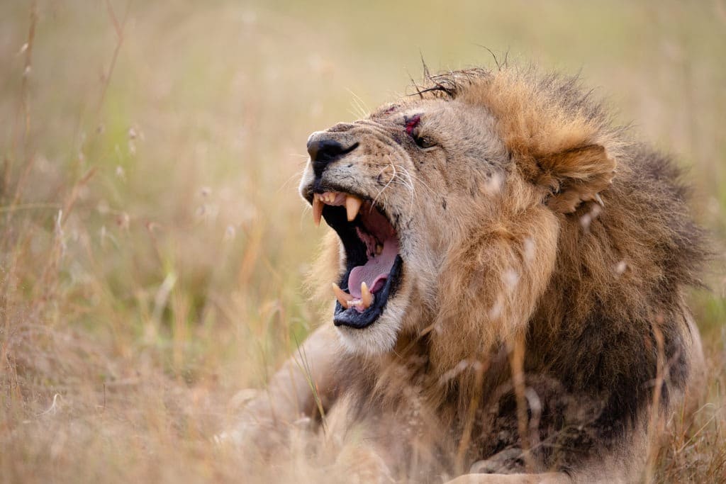 Injured male lion roaring.