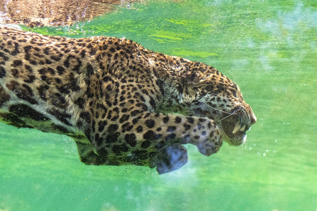 Jaguar diving in the water.