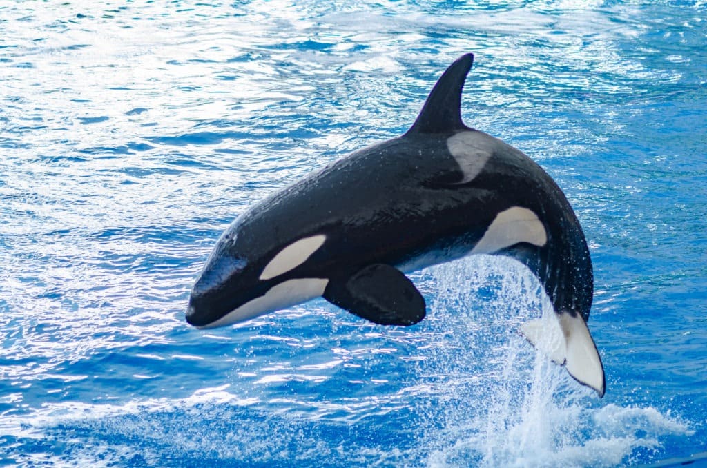 Jumping orca or killer whale.