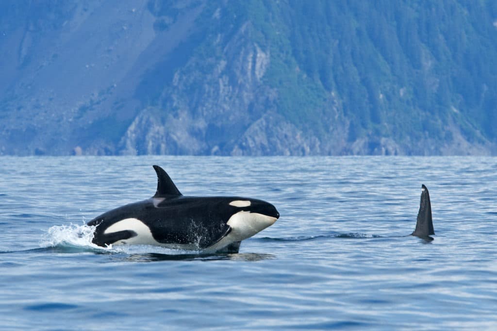 Killer whale or orca with creature's fin on waters in Alaska.