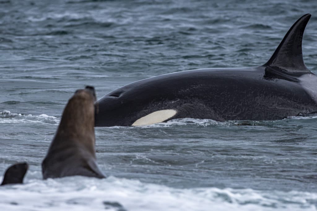 Killer whale on the shore hunting a sea lion.