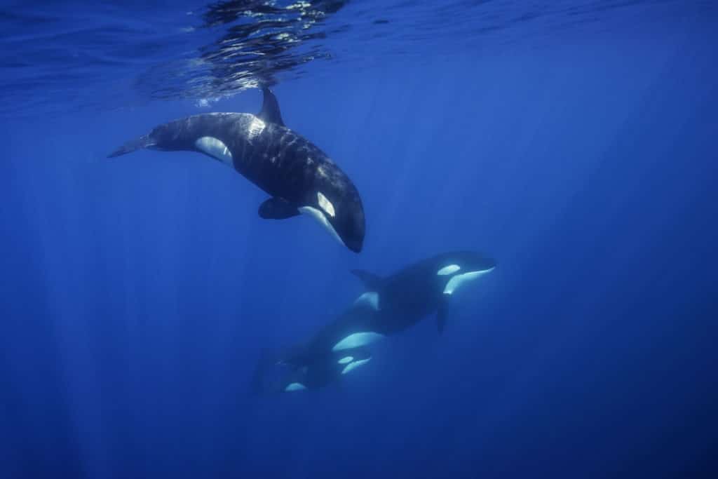 Killer whales swimming in the blue Pacific Ocean.