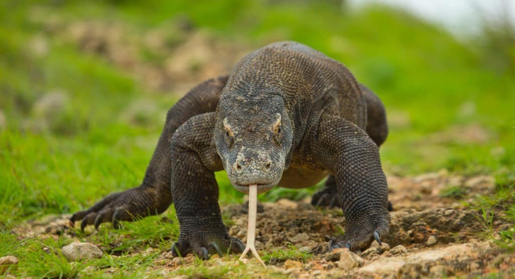 Komodo dragon on the ground in Indonesia.
