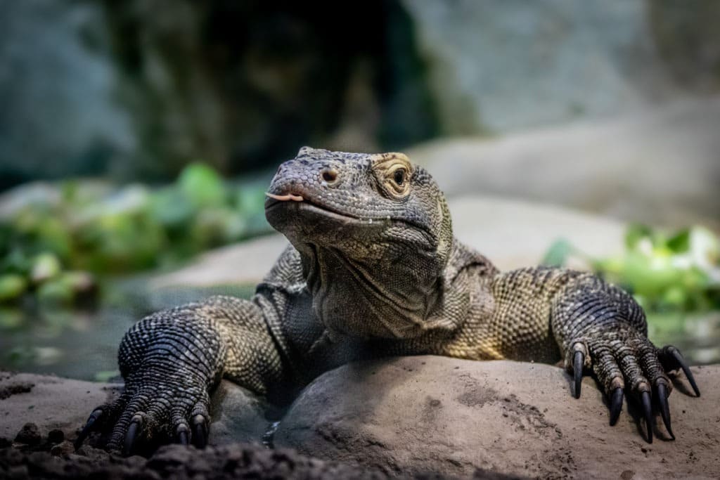 Komodo dragon lizard with long claws.