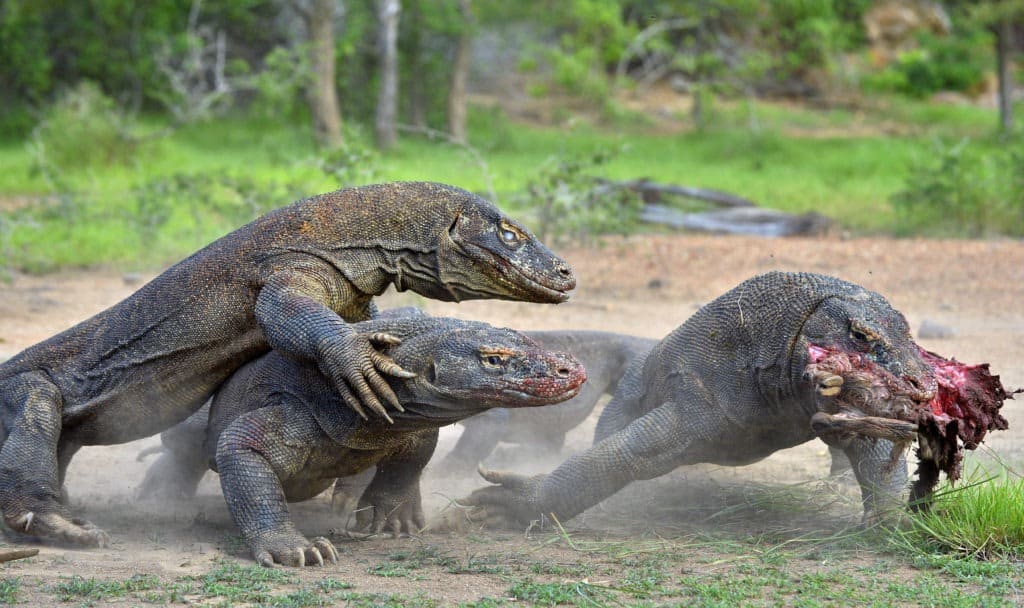 Komodo dragons fighting for prey.