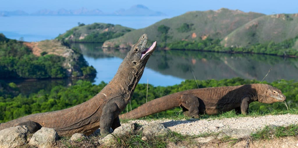 Komodo dragons in their natural habitat.