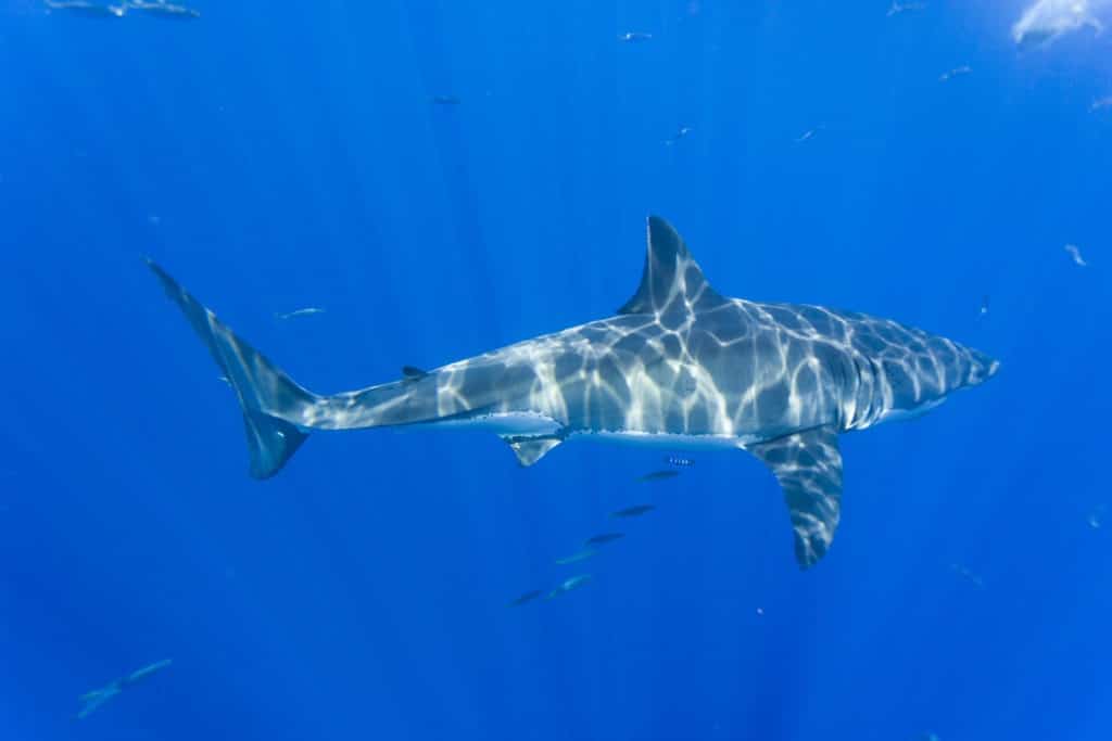 Großer 5 Meter langer weiblicher Weißer Hai.