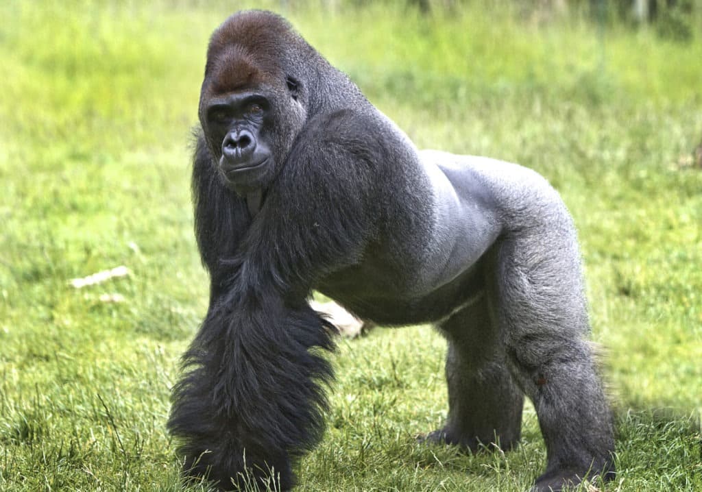 Large western lowland gorilla on the lush grass.