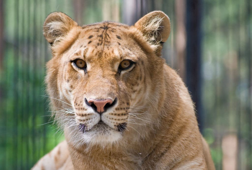 A liger - a crossbreed of a lion and a tiger.