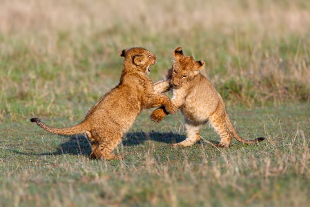 Lion cubs playing on a field.