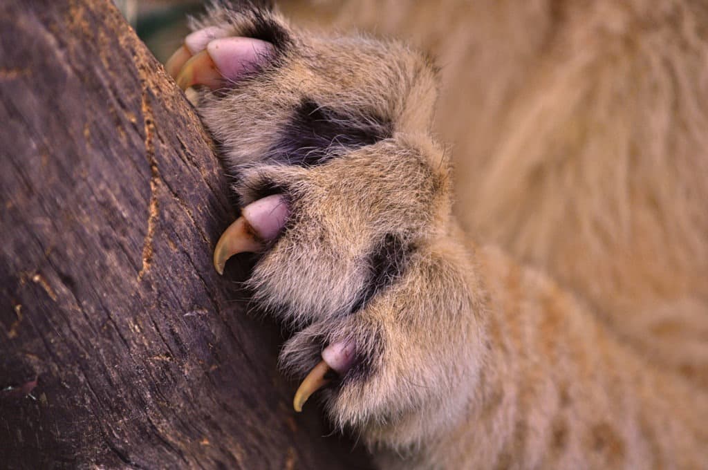 Paw of a lion climbing on a tree trunk.