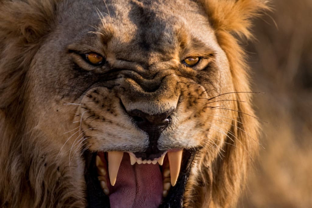 Lion roaring up close.
