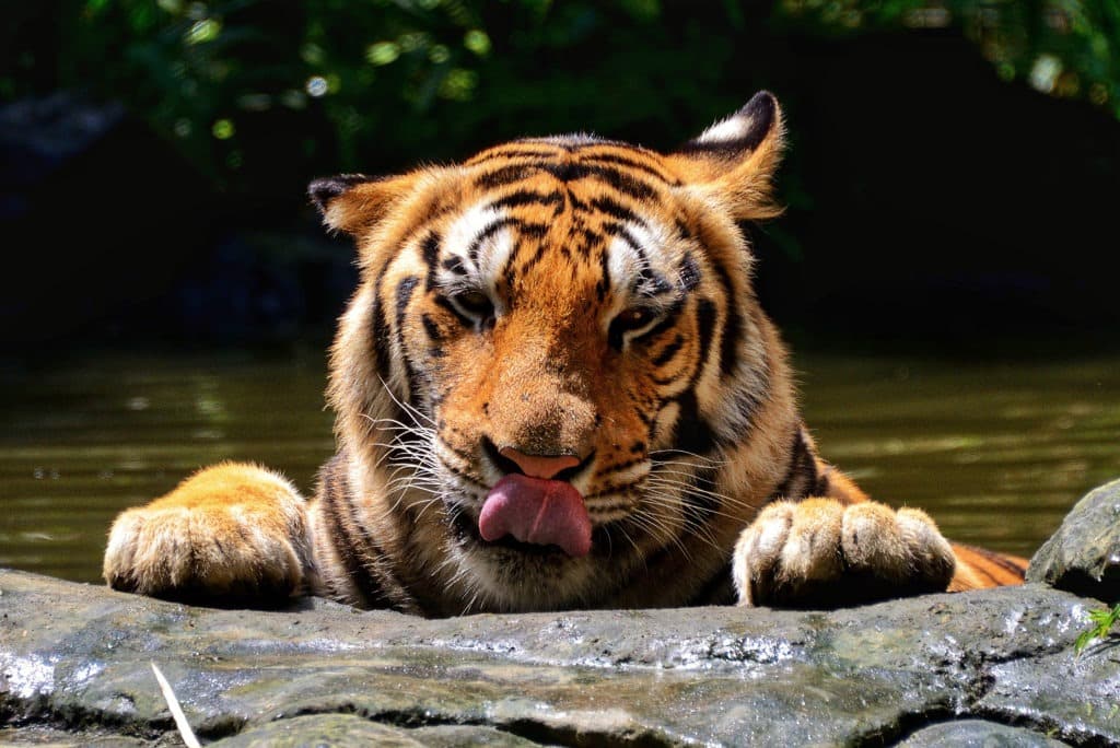 Lion on a rock in a river while licking its nose.