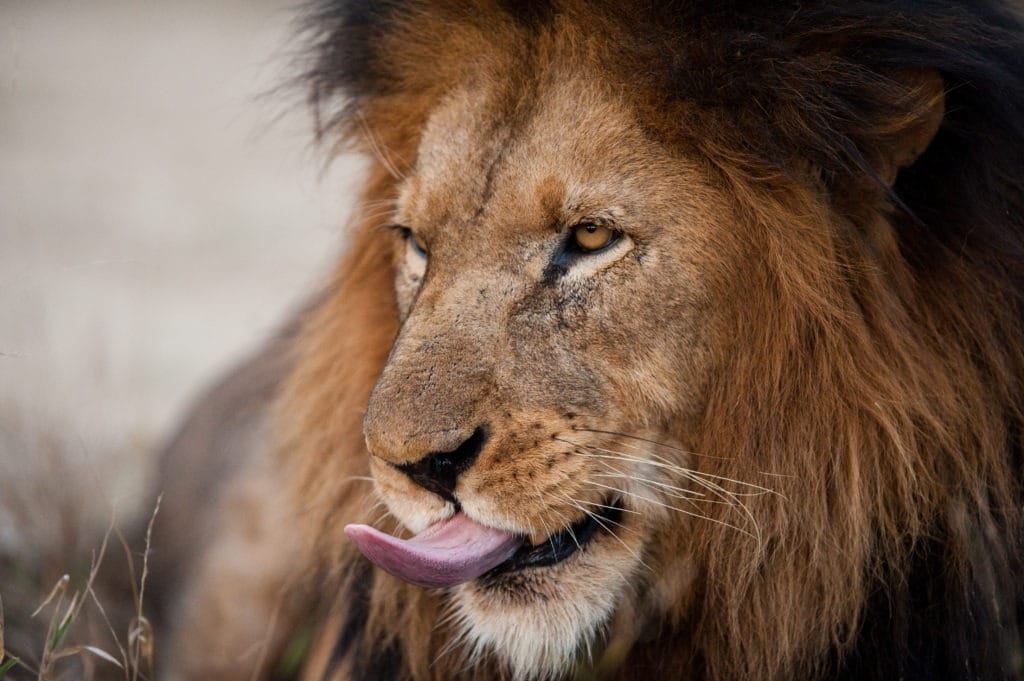 Lion sticking its tongue out.