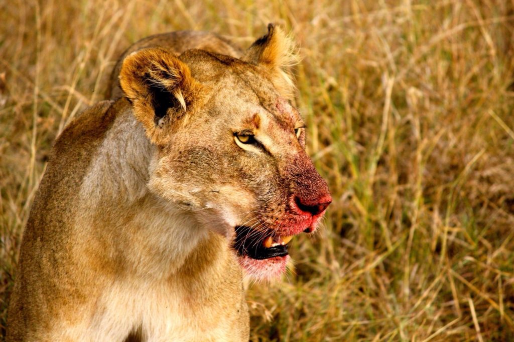 Lioness with a bloody mouth.