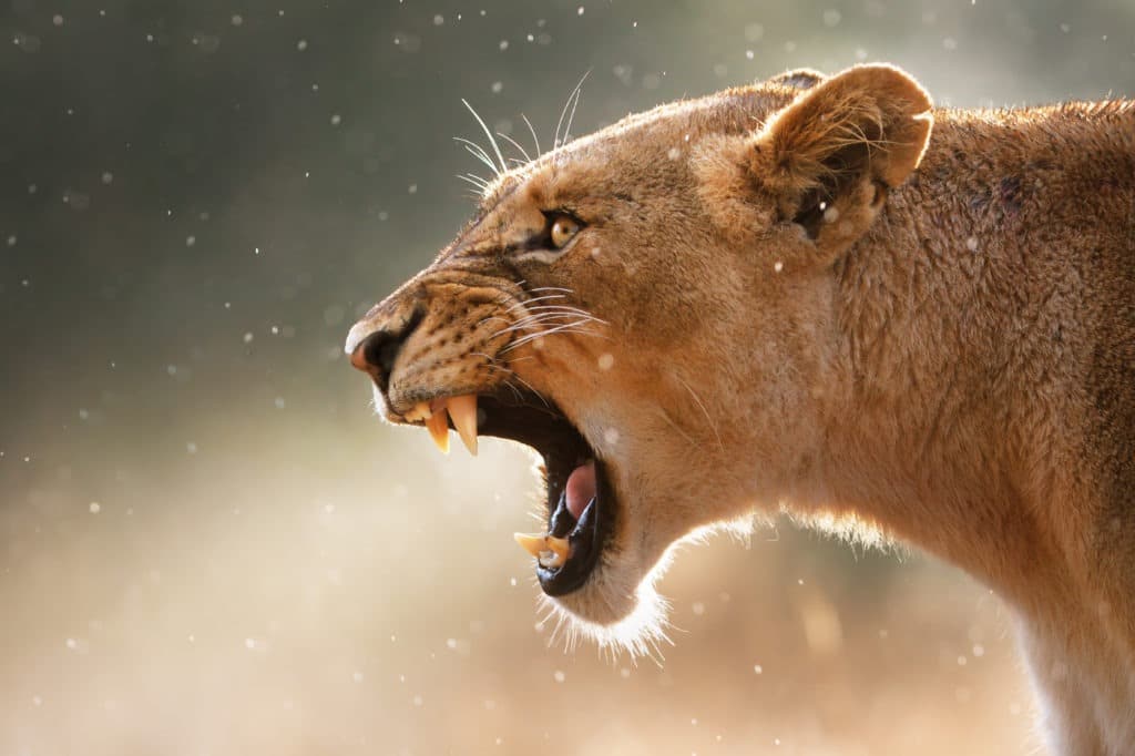 Lioness displaying dangerous teeth with a roar.
