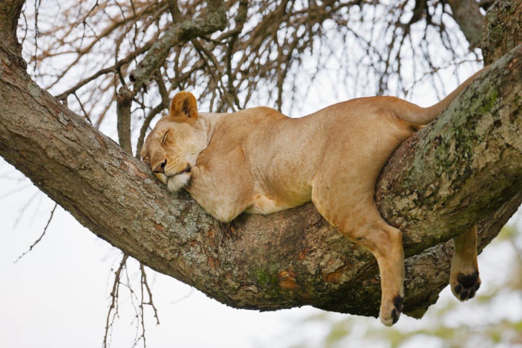 Lioness resting on a tree branch.