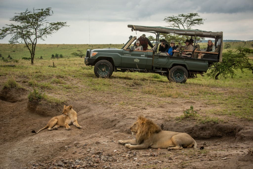 Lions lying with a safari truck on the background.