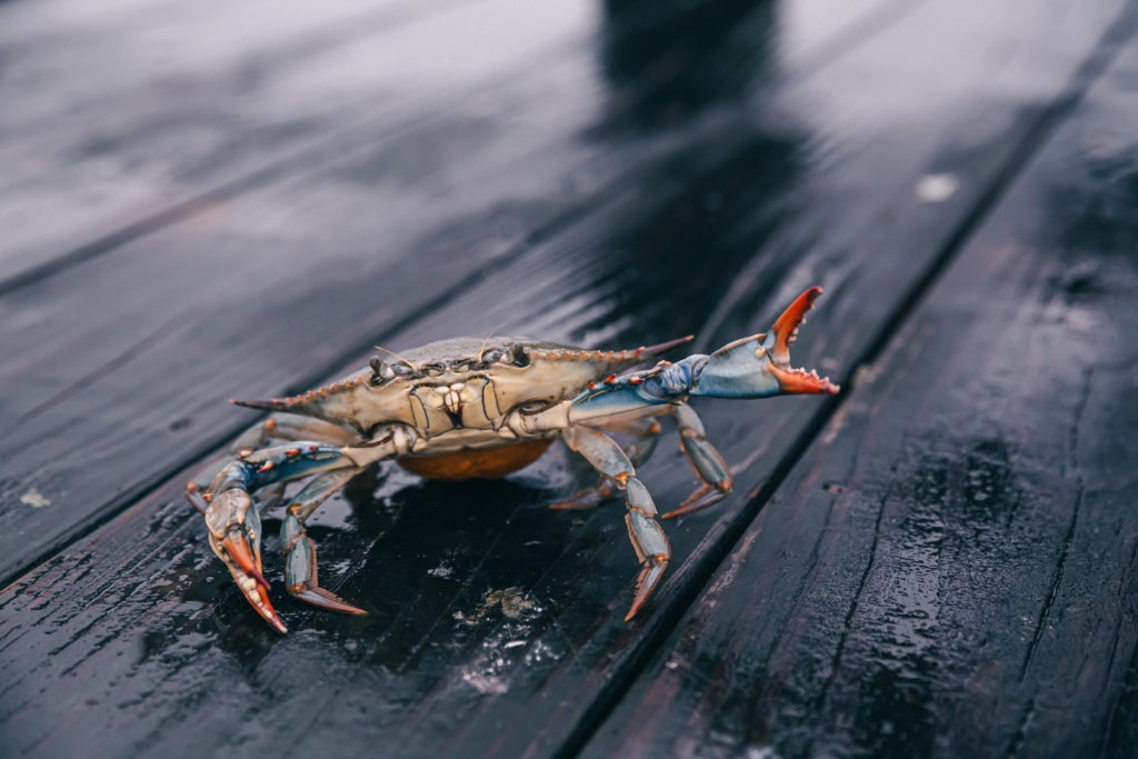 Live crab with vibrant claws on a wooden pier.