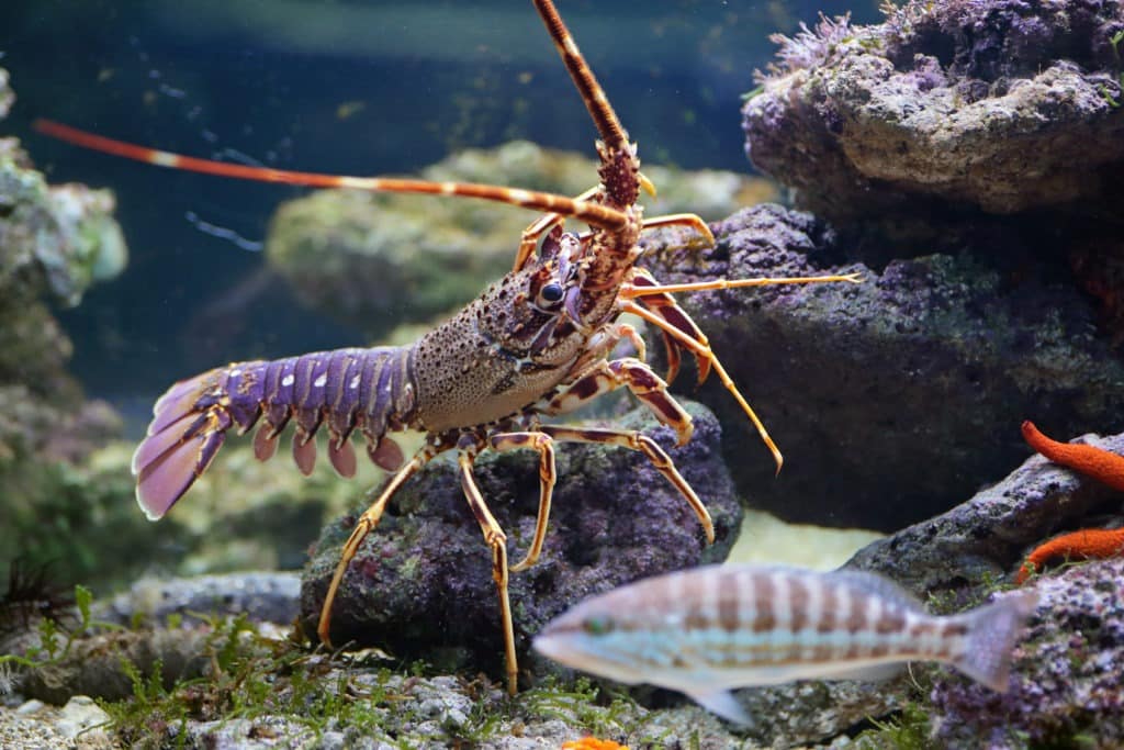 Lobster and fish in the aquarium.