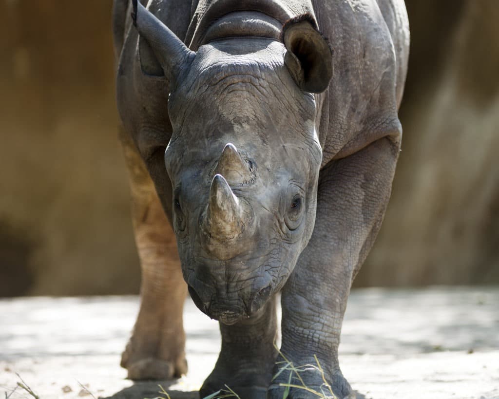 Low angle shot of a rhinoceros head down ready to charge.