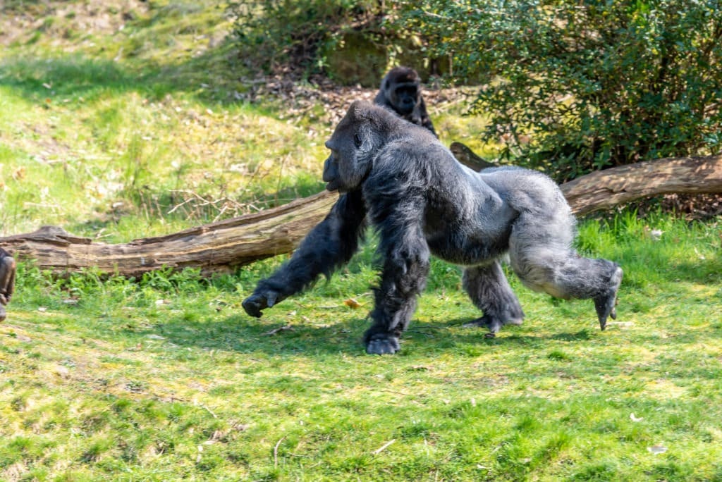 Lowland gorilla running across the grass.