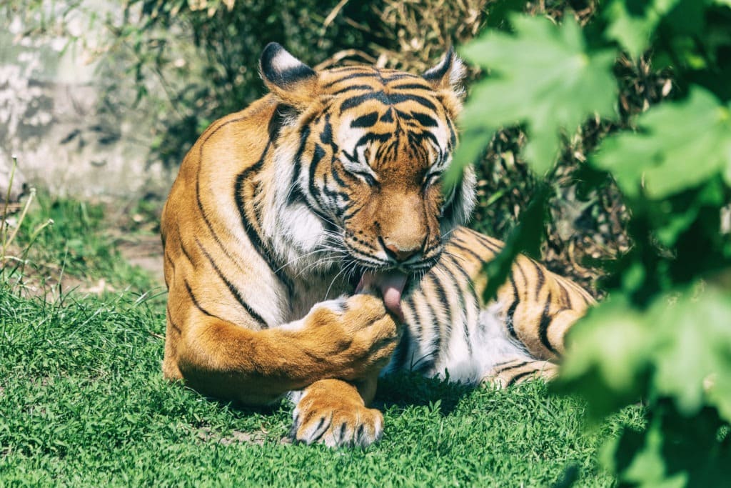 Malayan tiger licks paw while lying on the ground.