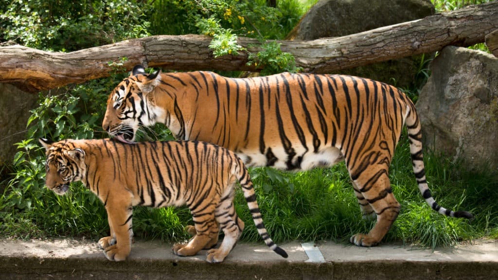 Malayan tiger mother with cub.